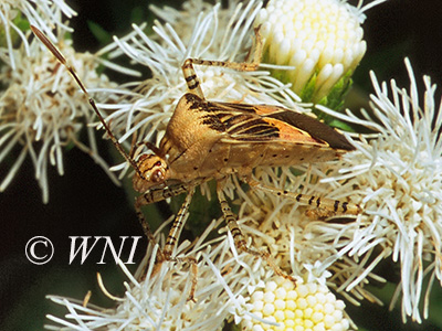 Spot-sided Coreid (Hypselonotus punctiventris)